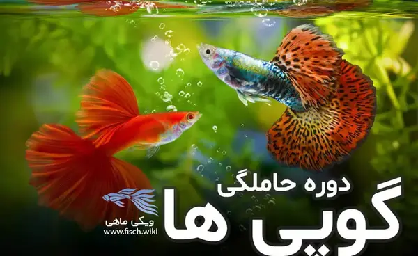 عکس ماهی گوپی باردار