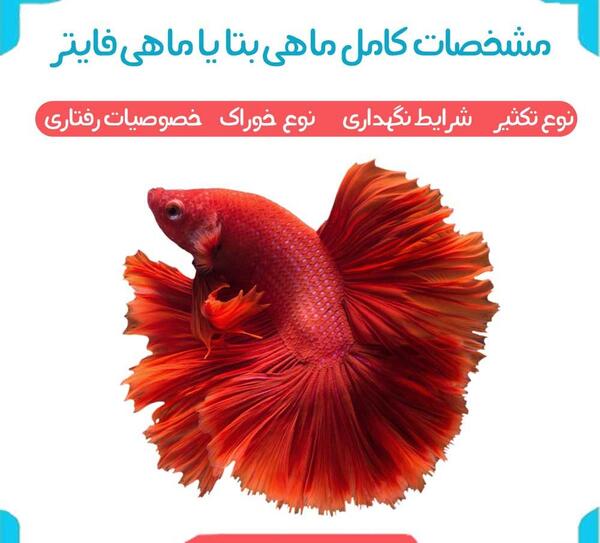عکس ماهی گوپی باردار