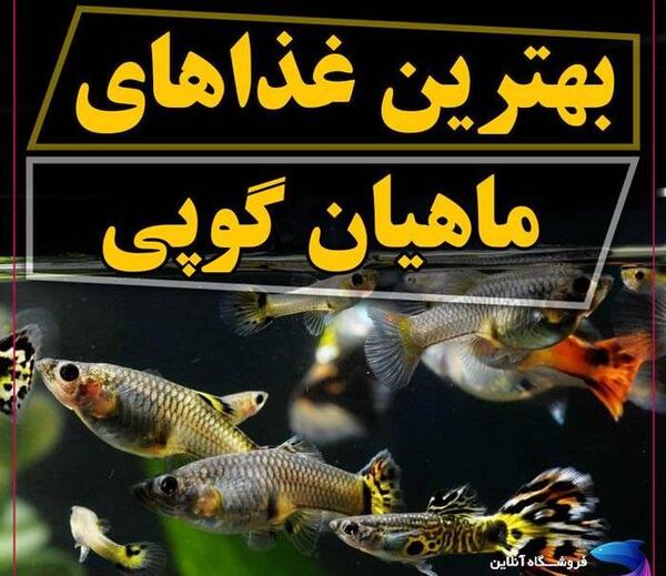 عکس ماهی گوپی باردار