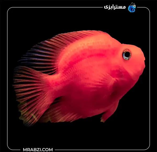 عکس بارداری ماهی قرمز