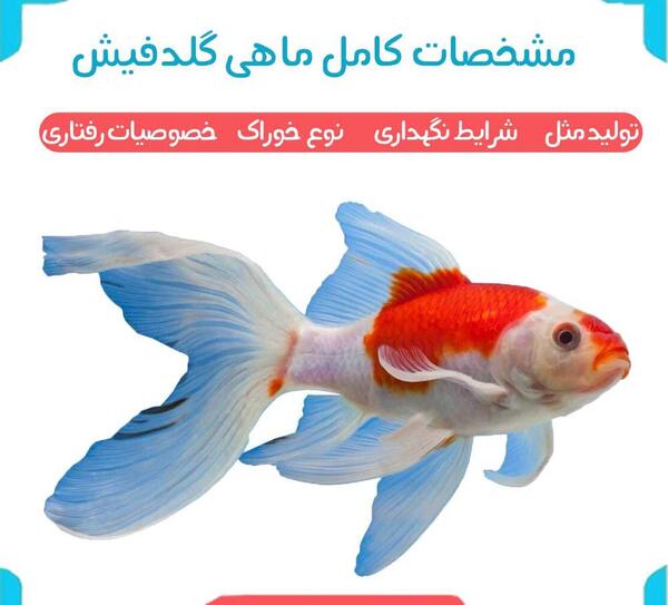 عکس بارداری ماهی قرمز