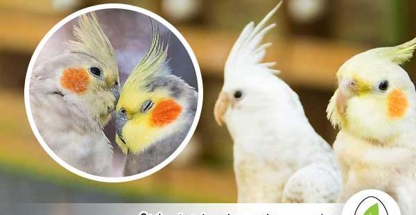 عکس شکم عروس هلندی باردار
