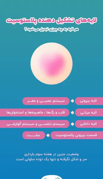 عکس بارداری هفته سوم