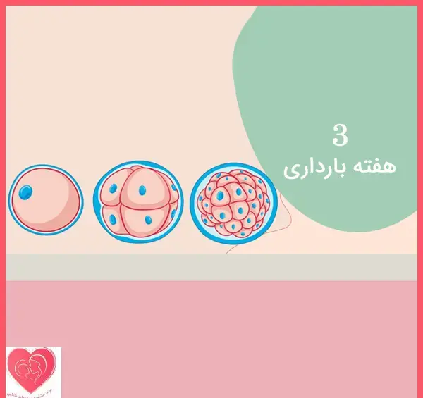 عکس بارداری هفته سوم