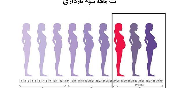 عکس بارداری هفته سوم