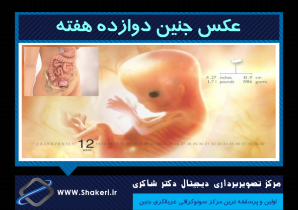 عکس جنین هفته سوم بارداری