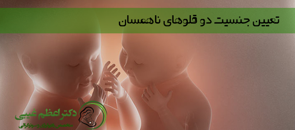 عکس سونو بارداری دوقلو