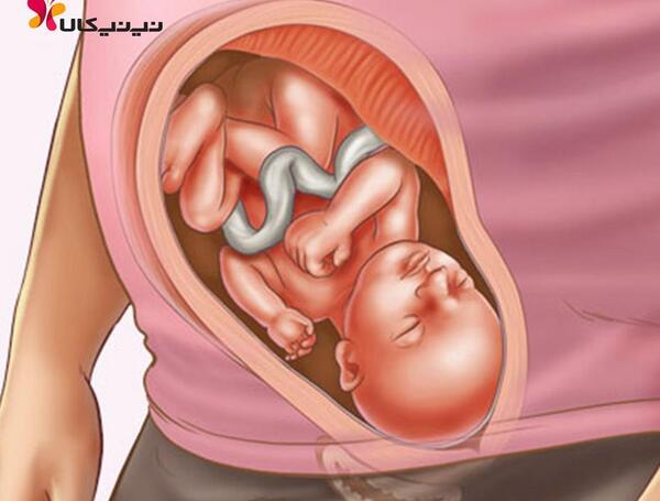 عکس پروفایل بارداری دوقلویی