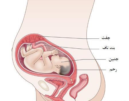 عکس دو ماهگی بارداری