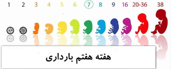 هفته هفتم عکس بارداری خارج از رحم