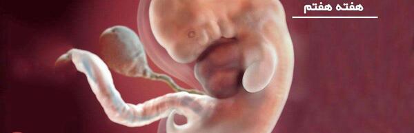 هفته هفتم عکس بارداری خارج از رحم