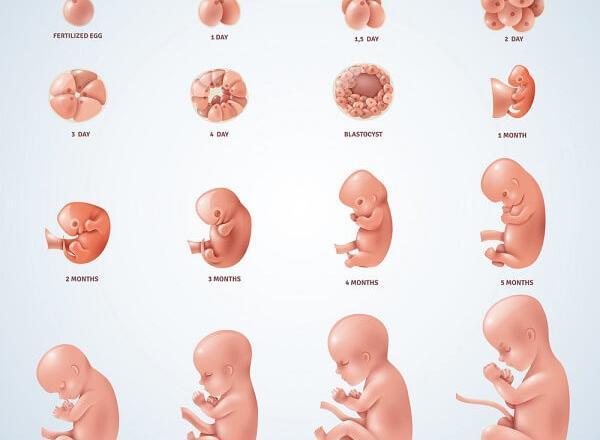 عکس از هفته به هفته بارداری
