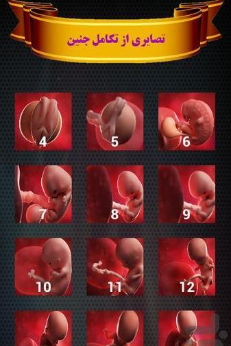 عکس از هفته به هفته بارداری