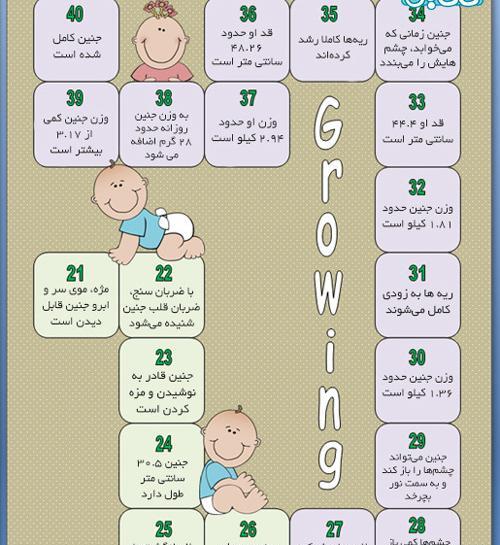 عکس از هفته به هفته بارداری