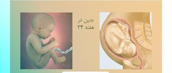 عکس از هفته به هفته بارداری