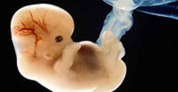 عکس از هفته به هفته بارداری