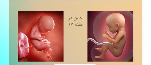 پسر بارداری هفته به هفته با عکس