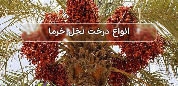 عکس ساده درخت نخل