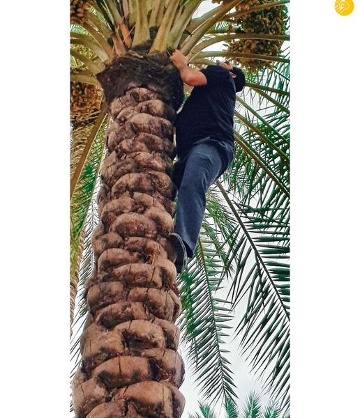 عکس ساده درخت نخل