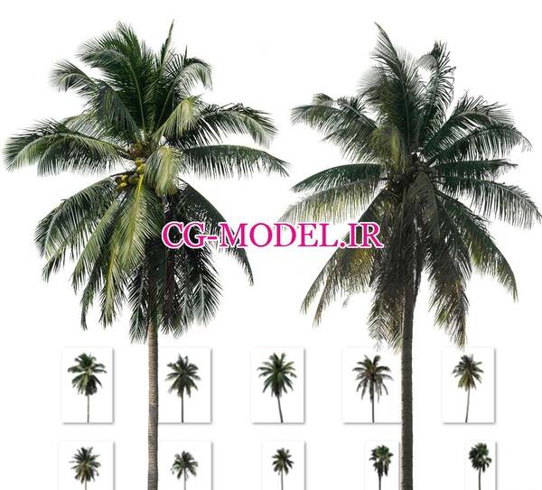 عکس ساده درخت نخل