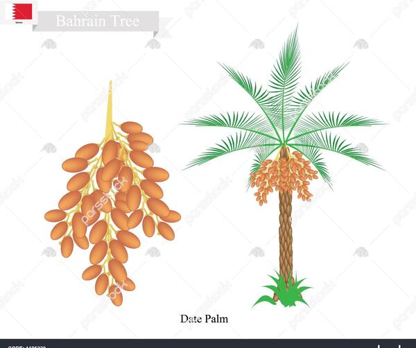 عکس ساده درخت نخل