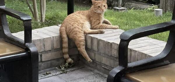 عکس طلا در شهر گربه ها
