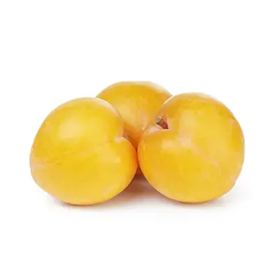 عکس درخت آلو قطره طلا