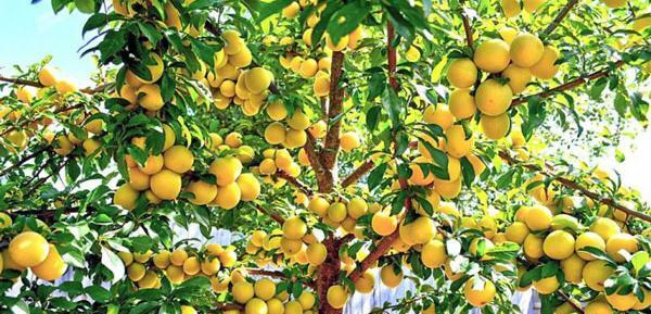 عکس درخت آلو قطره طلا