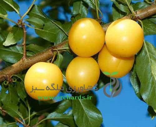 عکس درخت آلو قطره طلا
