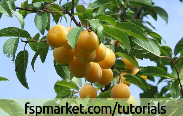 عکس درخت آلو قطره طلا
