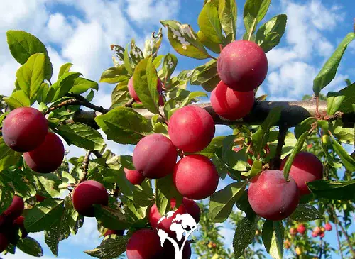 عکس درخت آلو قطره طلا