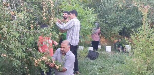 عکس درخت آلو قطره طلا