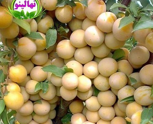 عکس درخت آلو قطره طلا