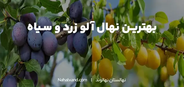 عکس درخت آلو قطره طلا