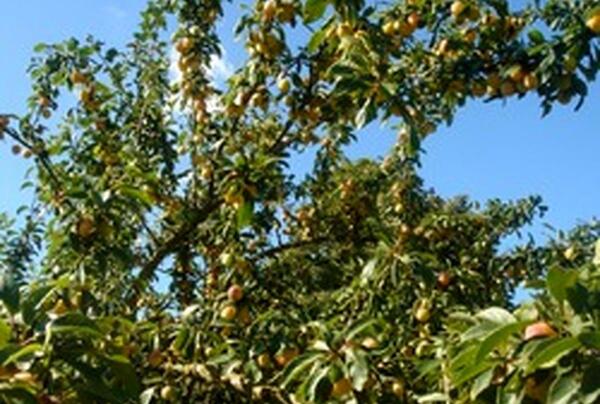 عکس درخت آلو قطره طلا