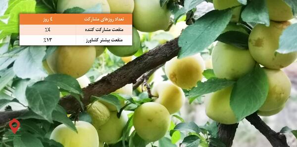 عکس درخت آلو قطره طلا