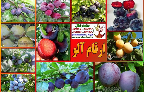 عکس درخت آلو قطره طلا