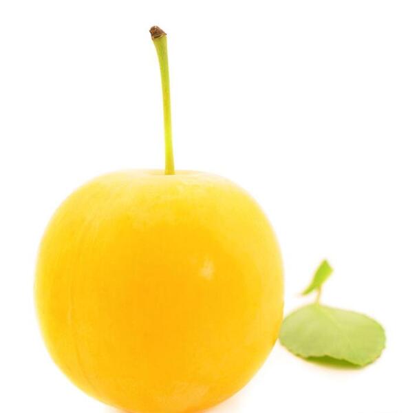 عکس درخت آلو قطره طلا