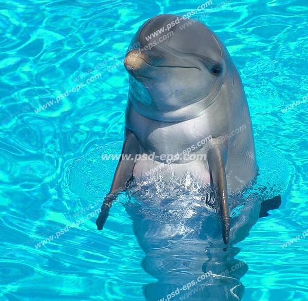 عکس بچه دلفین صورتی