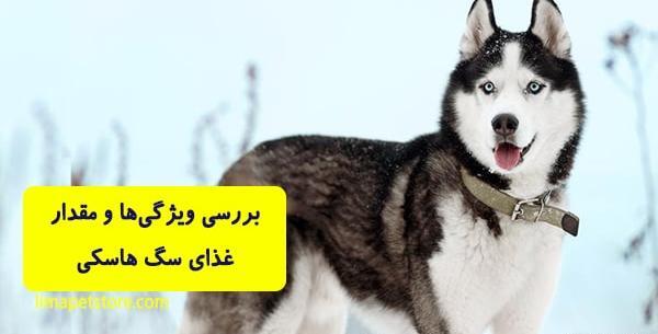 عکس بچه سگ هاسکی سفید