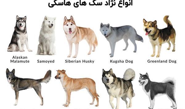 عکس بچه ی سگ هاسکی
