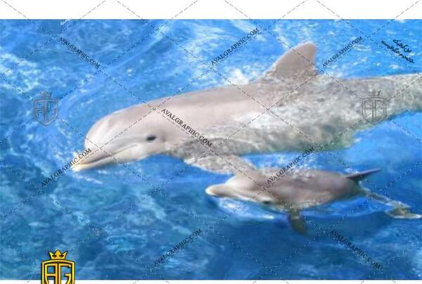 دانلود عکس بچه دلفین