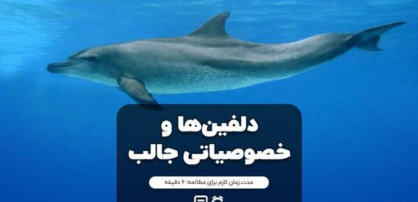 عکس بچه های دلفین