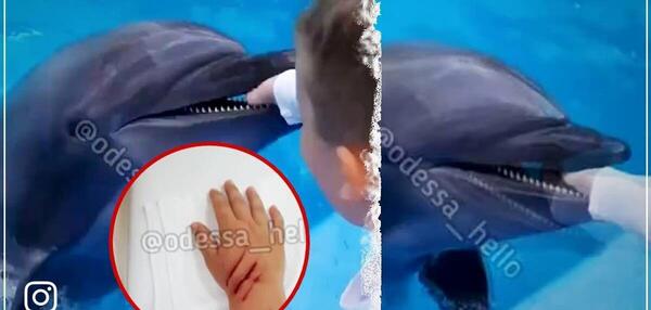 عکس بچه های دلفین