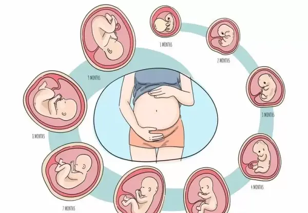 عکس جنین قبل از تولد