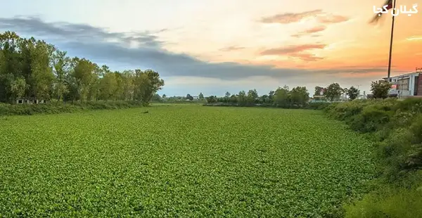 عکس هوایی تالاب عینک رشت