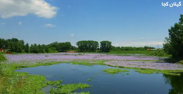 عکس هوایی تالاب عینک رشت