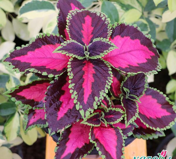 عکس گل های حسن یوسف
