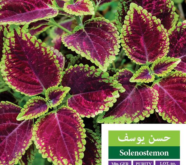 عکس گل های حسن یوسف