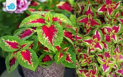 عکس گل های حسن یوسف